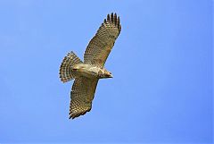 Red-shouldered Hawk